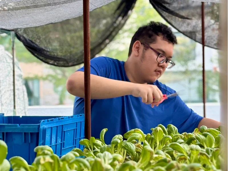 Imaan harvesting crops